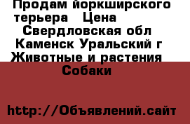 Продам йоркширского терьера › Цена ­ 14 000 - Свердловская обл., Каменск-Уральский г. Животные и растения » Собаки   